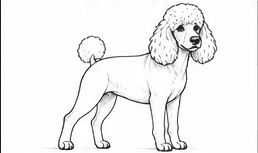 Step 4: draw the facial features when drawing a poodle