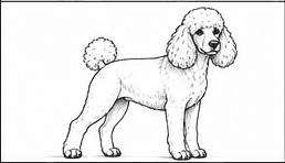 Step 5: define the legs and paws when drawing a poodle
