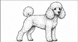 Step 6: add body and coat structure when drawing a poodle