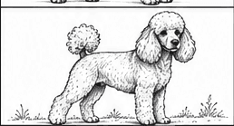 Step 8: shade the face and body when drawing a poodle
