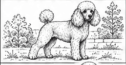Step 9: place the dog in a simple scene when drawing a poodle