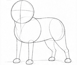 Step 1: draw the pug's construction lines when drawing a pug