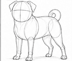 Step 2: correct the pug's proportions when drawing a pug