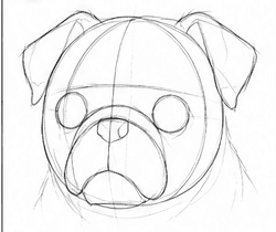Step 3: construct the head and muzzle when drawing a pug
