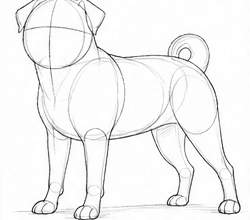 Step 5: develop the sturdy body structure when drawing a pug