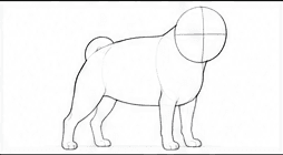 Step 2: refine the compact body when drawing a pug