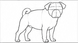 Step 3: construct the head and folded ears when drawing a pug
