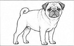 Step 4: draw the pug's facial features when drawing a pug