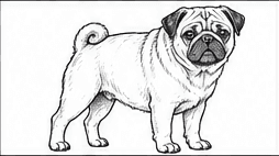Step 6: add neck folds and body wrinkles when drawing a pug