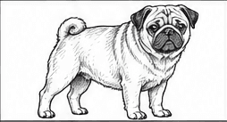 Step 7: build the short coat texture when drawing a pug