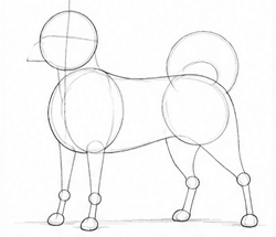 Step 1: draw the spitz guide lines when drawing a spitz