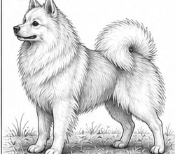 Step 11: draw the ground and cast shadow when drawing a spitz