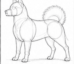 Step 2: refine the spitz's proportions when drawing a spitz