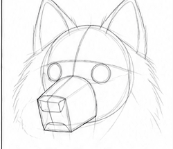 Step 3: construct the head and muzzle when drawing a spitz