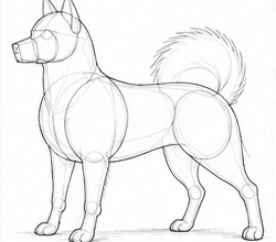 Step 5: develop the body structure when drawing a spitz