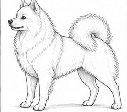 Step 6: refine the anatomy and silhouette when drawing a spitz