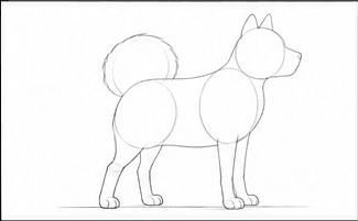 Step 1: set the spitz pose with simple guides when drawing a spitz