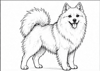 Step 4: build the thick double coat when drawing a spitz