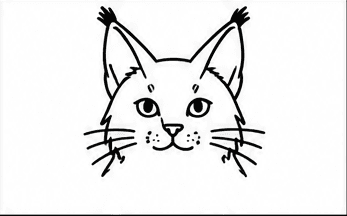 Step 3: draw the eyes, nose and whiskers when drawing a maine coon cat
